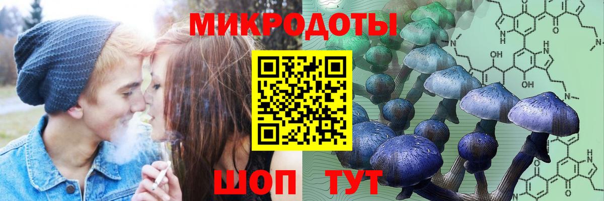 Галлюциногенные грибы Psilocybe Кузнецк